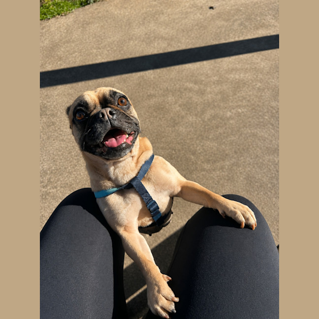 Photo of Bindi   3 Year Old Pug X Frenchie