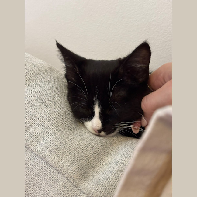 Photo of Domino