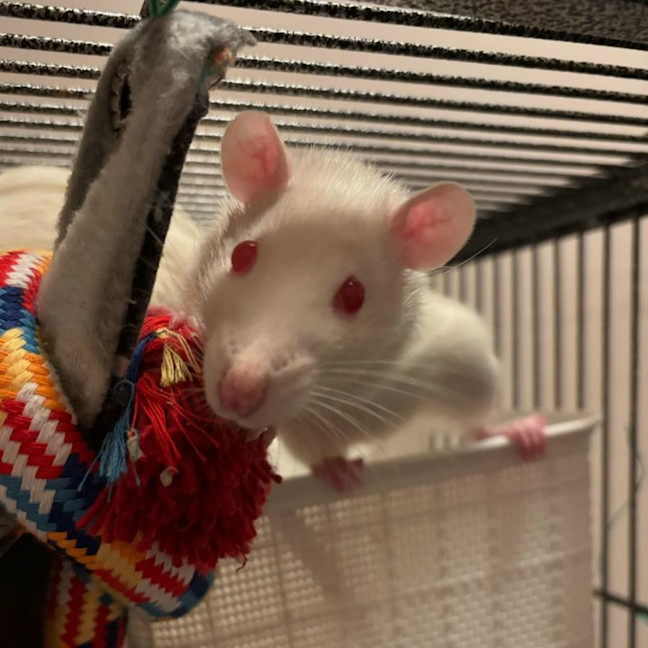 Photo of Charlie, Harper, Molly & Princess