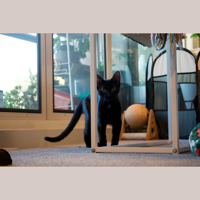 Photo of Mushroom Gravy