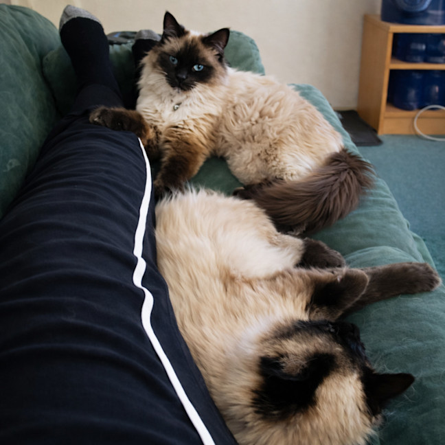 Photo of Sailor Moon & Shilo *9 Lives Project Rescue*