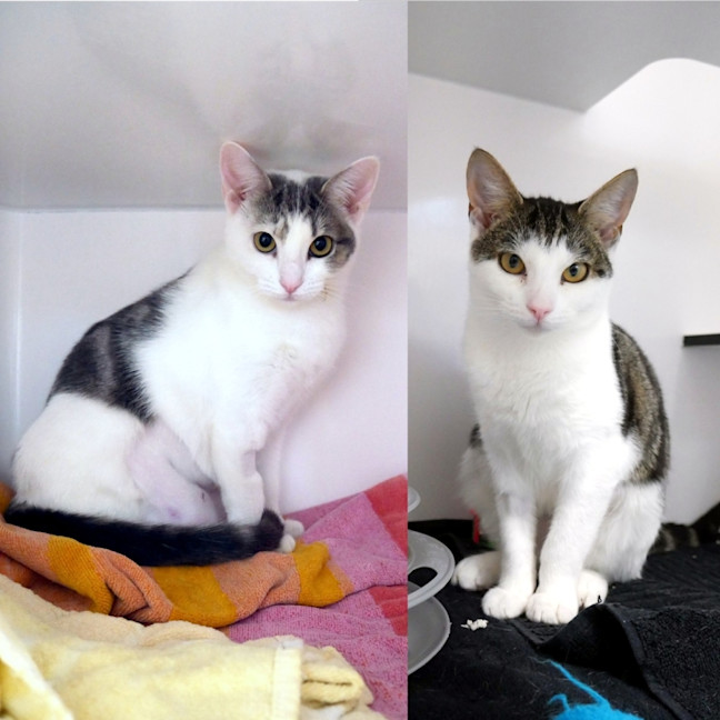 Photo of Lana & Choctop