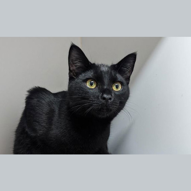Photo of Neo