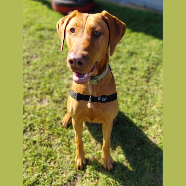Photo of Olive