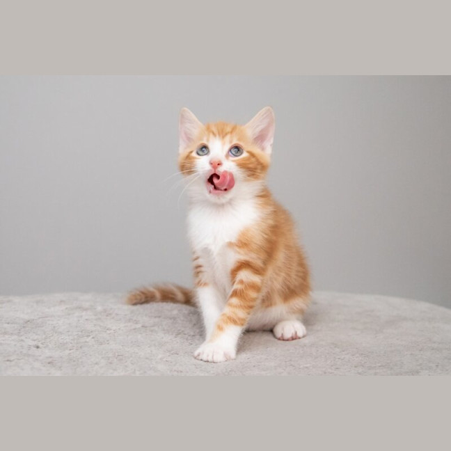 Photo of Pumpkin