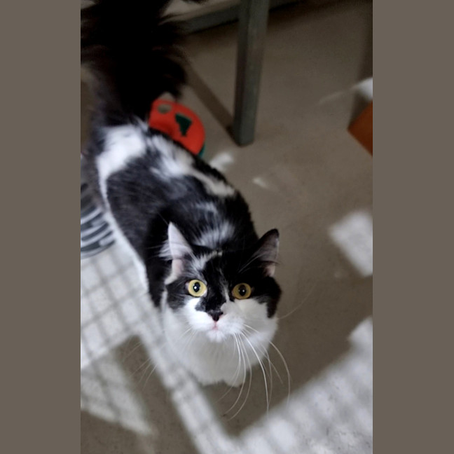 Photo of Oreo