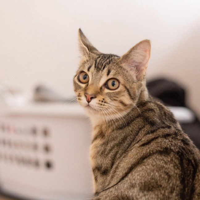 Photo of Rudder   In Foster Care In Reservoir