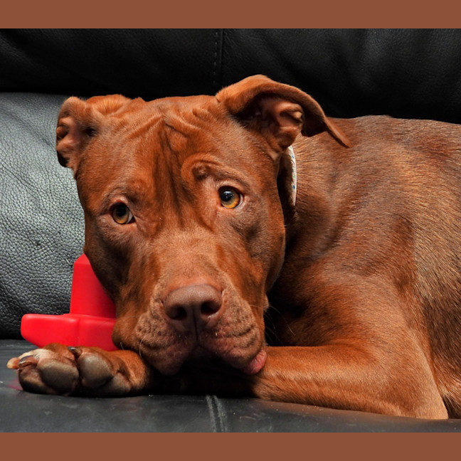 Photo of Coco