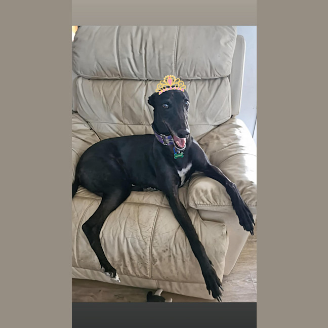 Photo of Luna   7 Year Old Greyhound