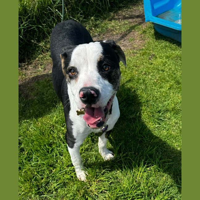 Photo of Bentley (64410)