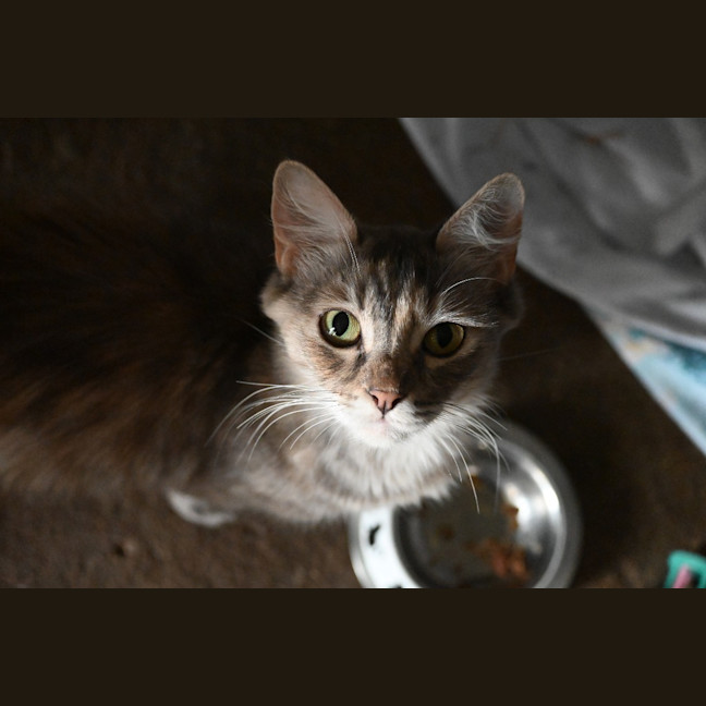 Photo of Tutu