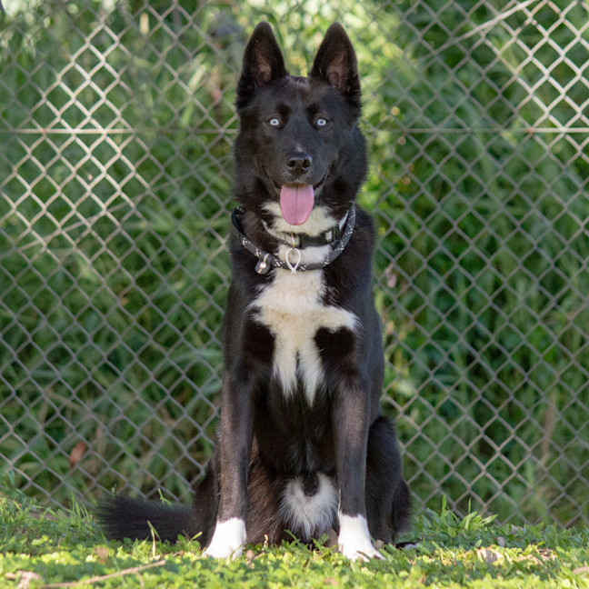 Photo of Hunter