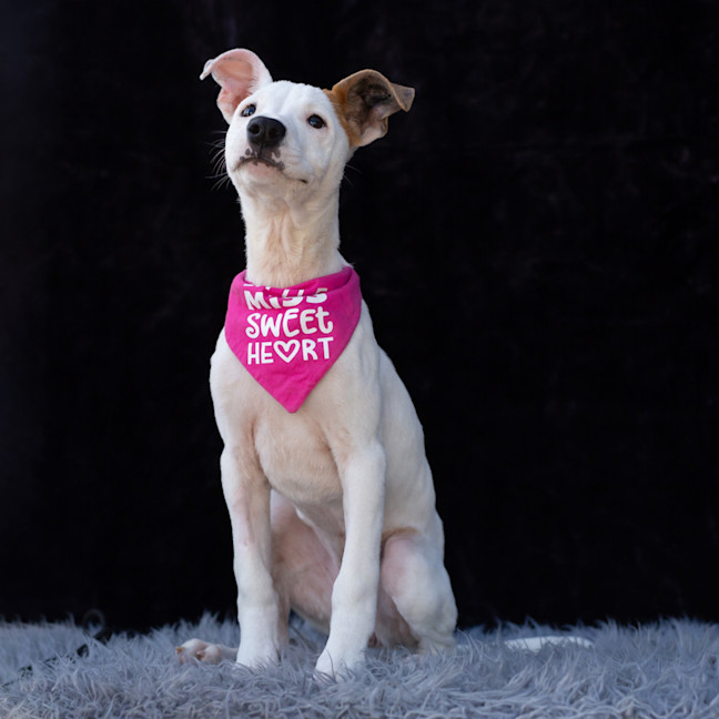 Photo of Harley