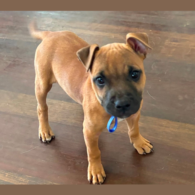 Photo of Charlee   10 Week Old Staffy X (Trial)
