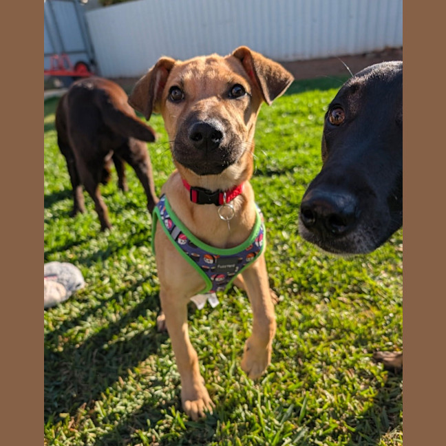 Photo of Sadie