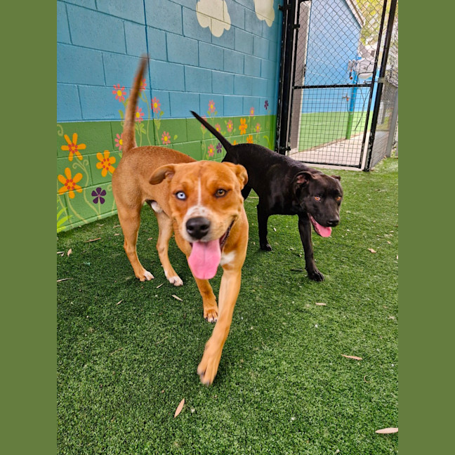 Photo of D1051 Starsky