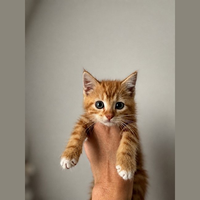 Photo of Flicker