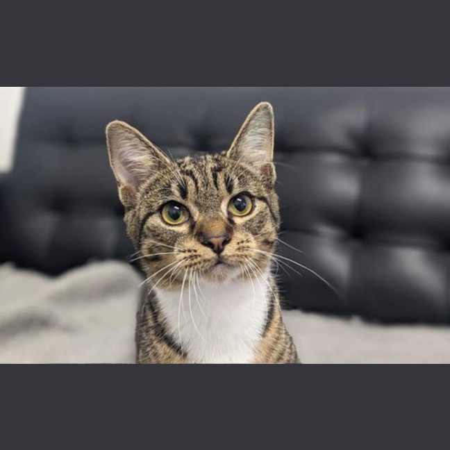 Photo of Spartacus