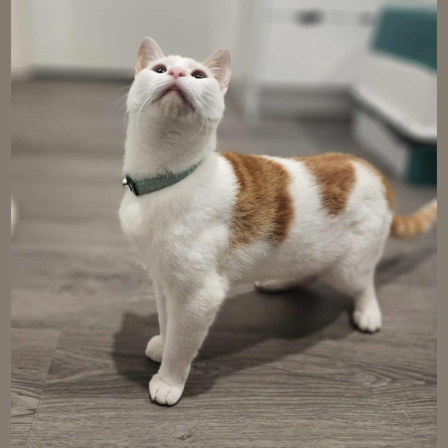 Photo of Cherry   In Foster In Ivanhoe