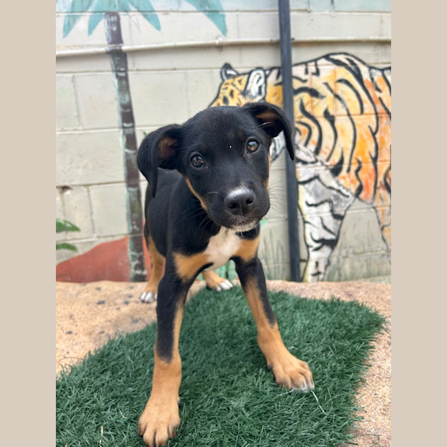 Photo of Roxy