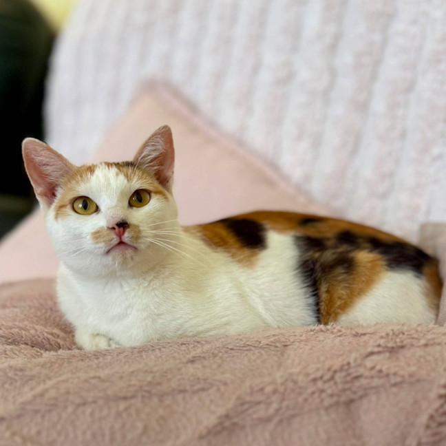 Photo of Cali   In Foster Care In Croydon