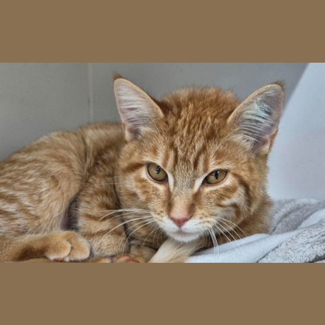 Photo of Pumpernickel 