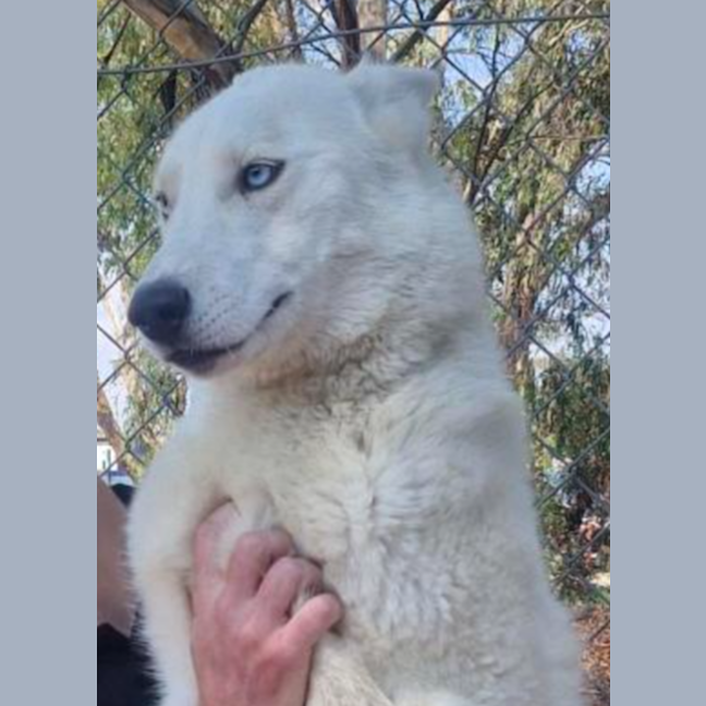 Photo of John Snow (Max)