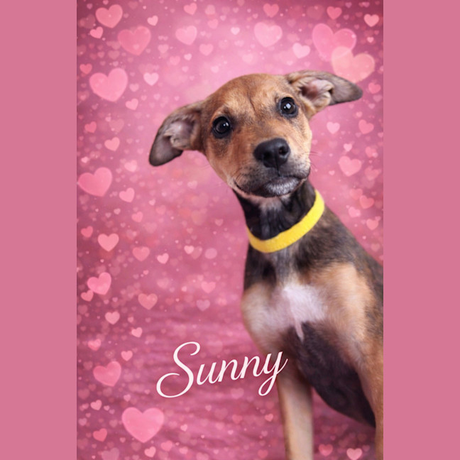 Photo of Sunny