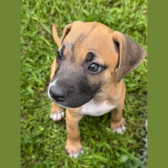 Photo of Rusty/Pumpkin Spice