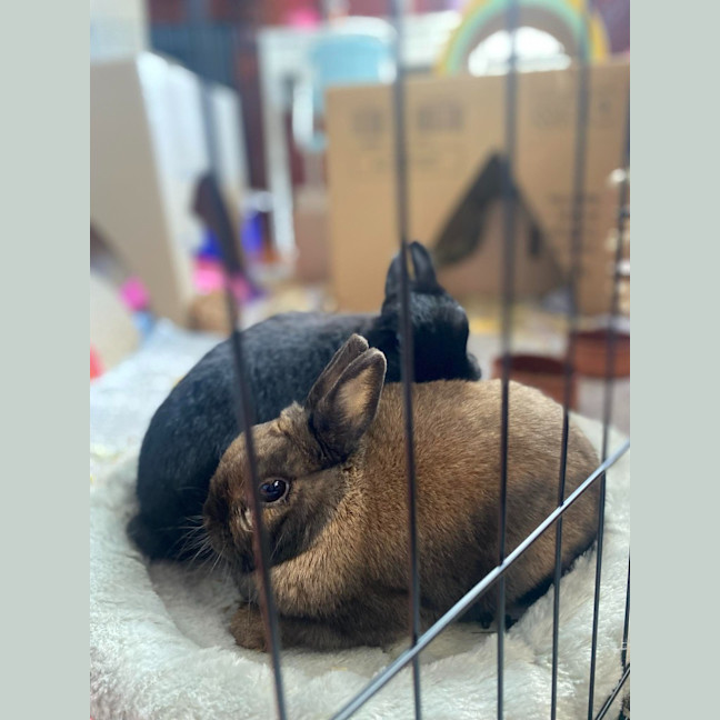 Photo of Ollie / Alice