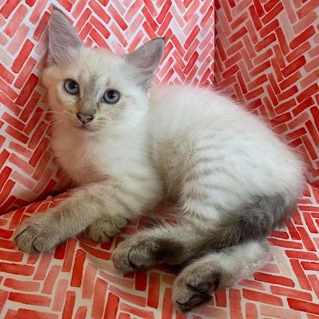 Photo of Missy