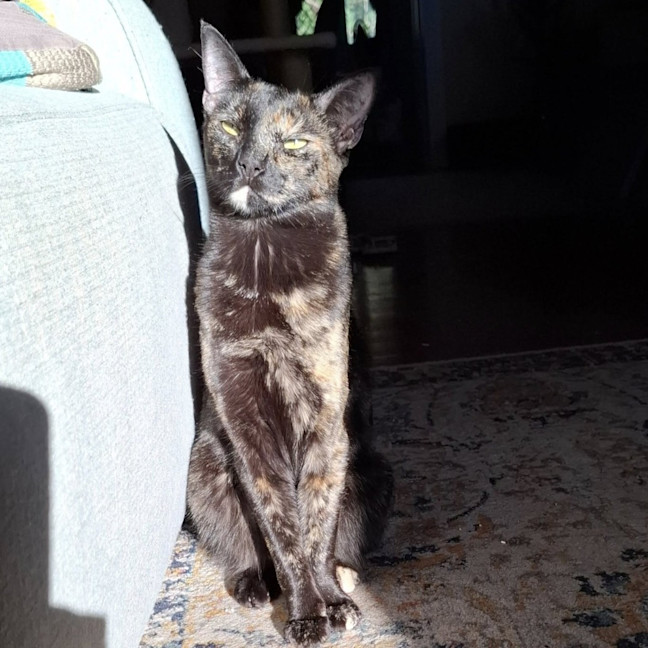 Photo of Fudge