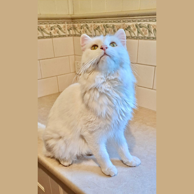 Photo of Topaz