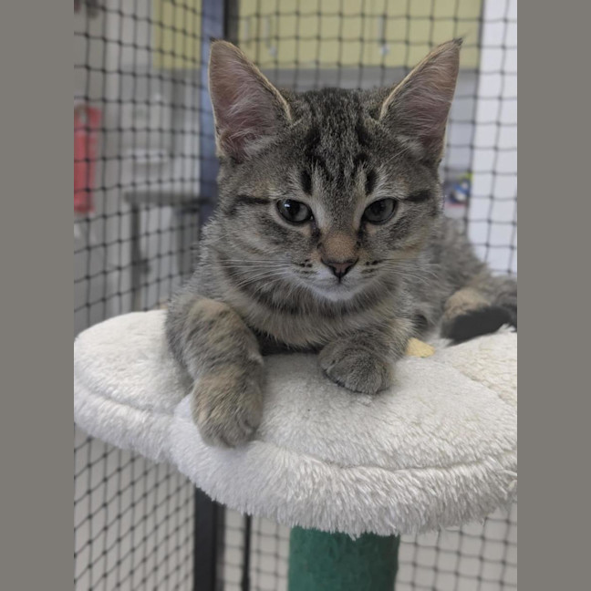 Photo of 🥜 Norton 6893 🥜