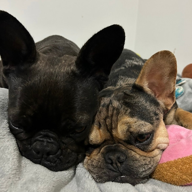 Photo of Effy & Finn  🌷🦴  Assisted Rehome