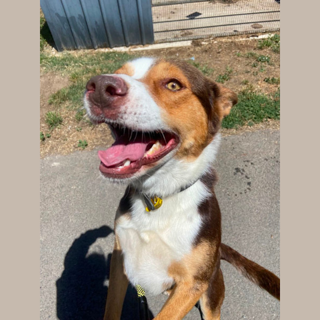 Photo of Ace
