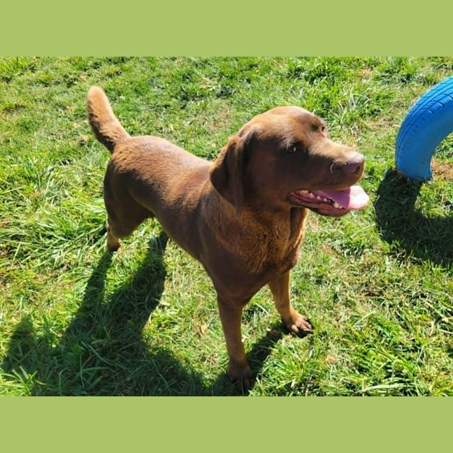 Photo of Olive
