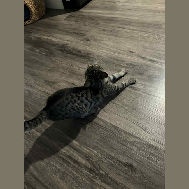 Photo of Ziggy 