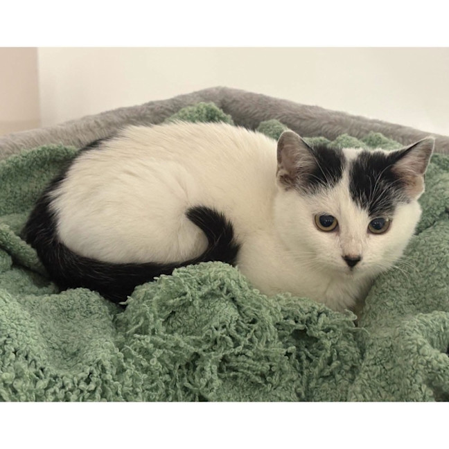 Photo of 14164   Purrcy