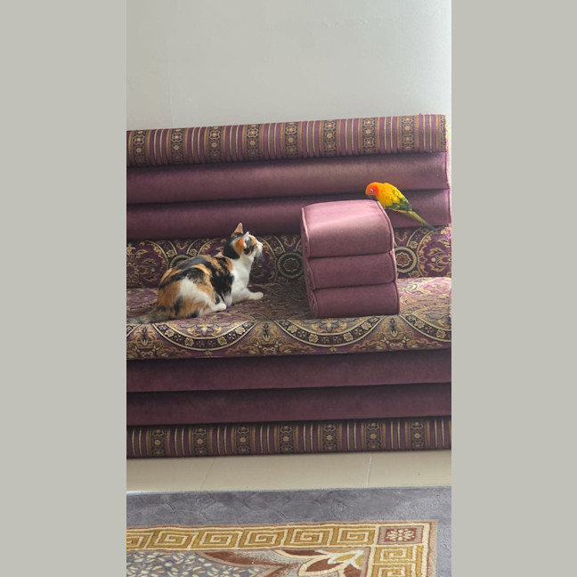 Photo of Mia Calico
