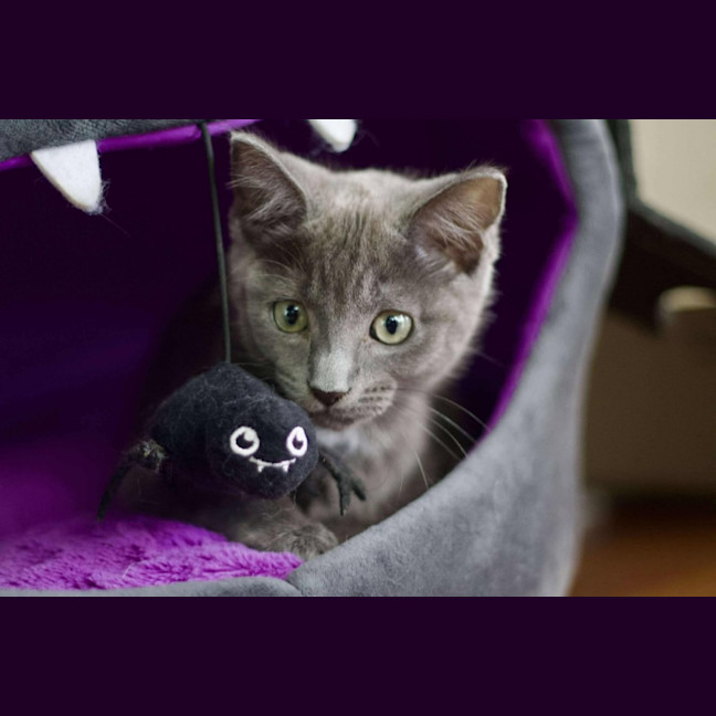 Photo of 🤍 Smokey 🤍