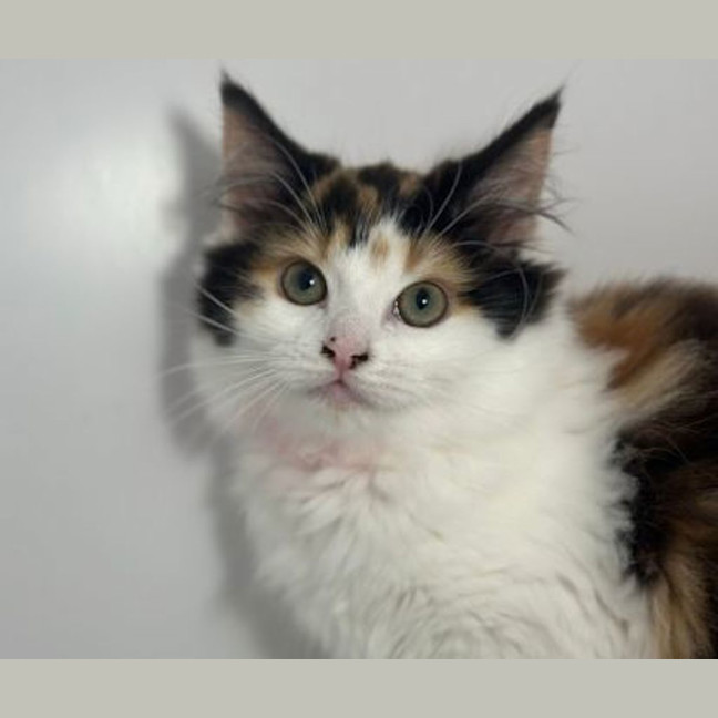Photo of Freya 