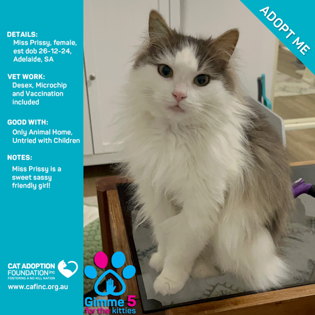 Photo of Miss Prissy Only $80 Fully Vetted!