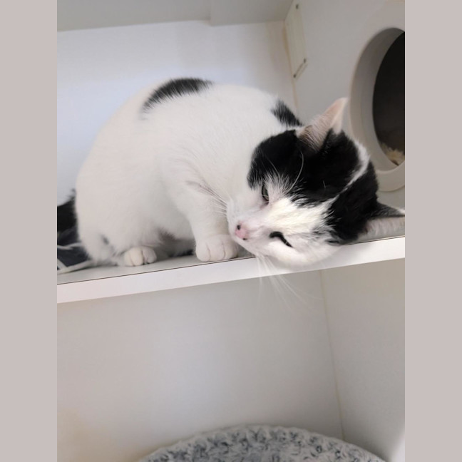 Photo of Meow Meow