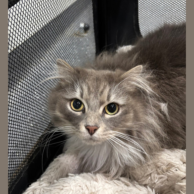 Photo of Apollo 