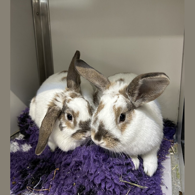 Photo of Cookie (Bonded To Waffle)