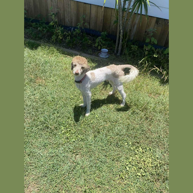Photo of Riley