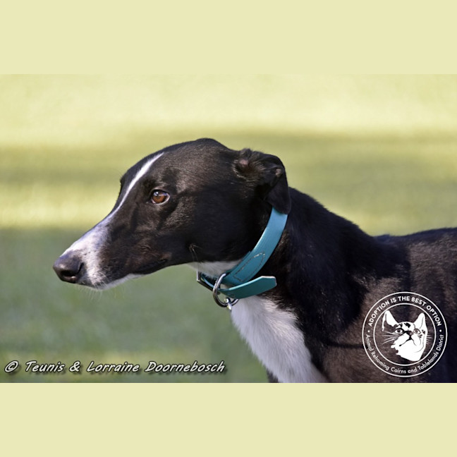 Photo of Logie (Balfe Street Boy)