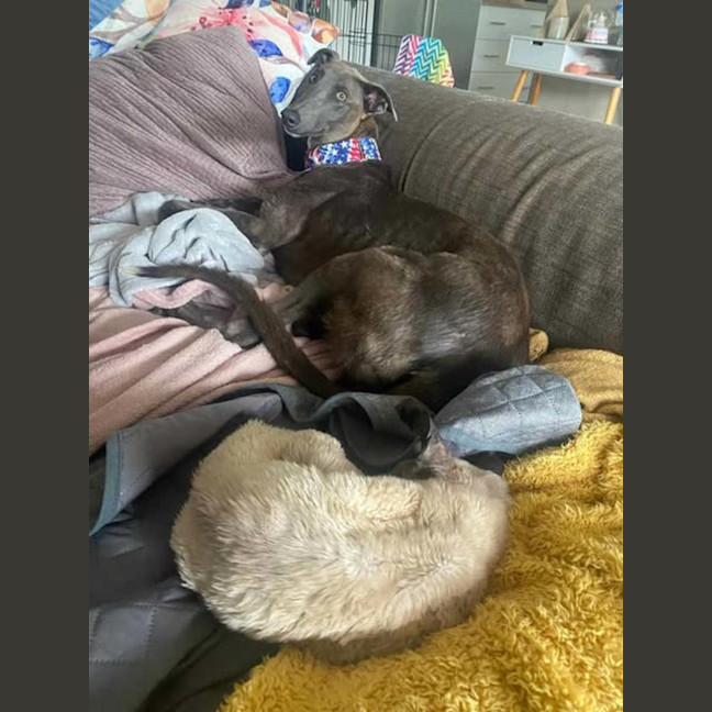 Photo of Konrad, The Young And Blue Greyhound