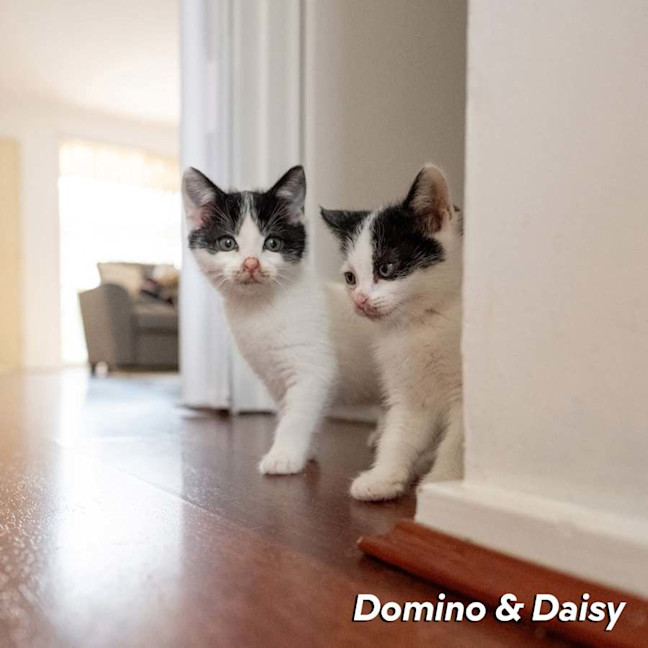 Photo of Domino